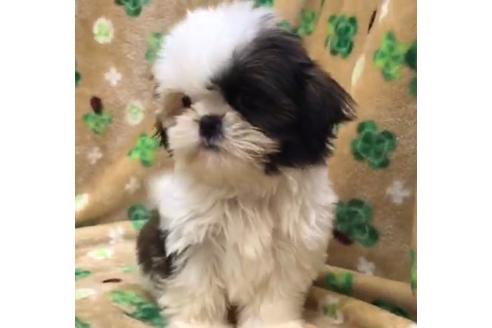 成約済の茨城県のシーズー-116679の2枚目