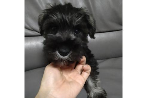 成約済の北海道のミニチュアシュナウザー-114481の5枚目