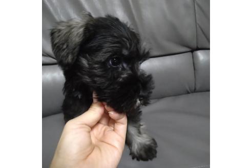 成約済の北海道のミニチュアシュナウザー-114481の4枚目