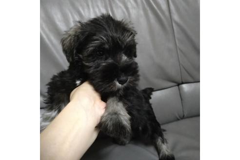 成約済の北海道のミニチュアシュナウザー-114481の3枚目