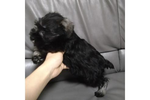 成約済の北海道のミニチュアシュナウザー-114481の2枚目