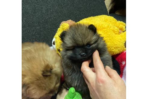 成約済の福岡県のポメラニアン-116691の1枚目