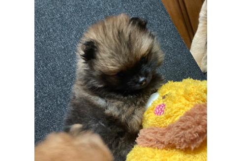成約済の福岡県のポメラニアン-116691の7枚目