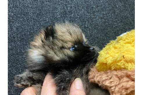 成約済の福岡県のポメラニアン-116691の6枚目