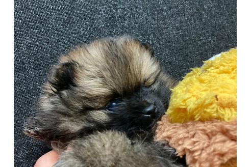 成約済の福岡県のポメラニアン-116691の5枚目