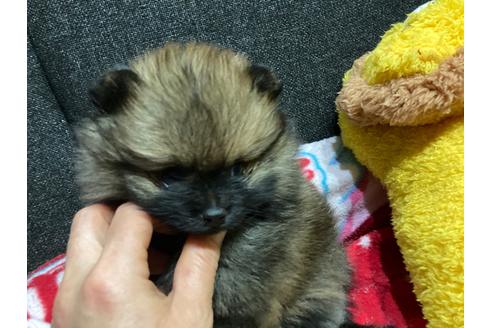 成約済の福岡県のポメラニアン-116691の4枚目