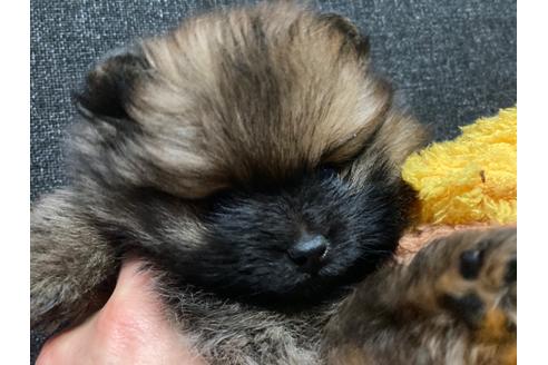 成約済の福岡県のポメラニアン-116691の3枚目