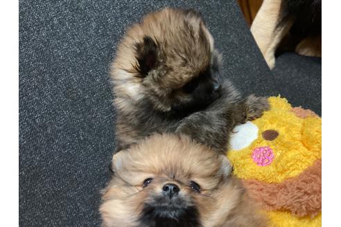 成約済の福岡県のポメラニアン-116691の2枚目