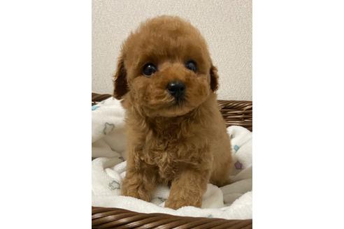 成約済の岡山県のティーカッププードル-113191の4枚目