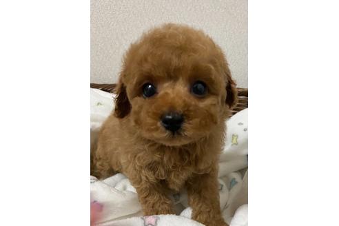 成約済の岡山県のティーカッププードル-113191の1枚目