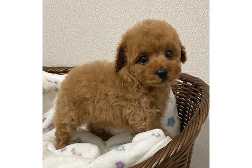 成約済の岡山県のティーカッププードル-113191の3枚目