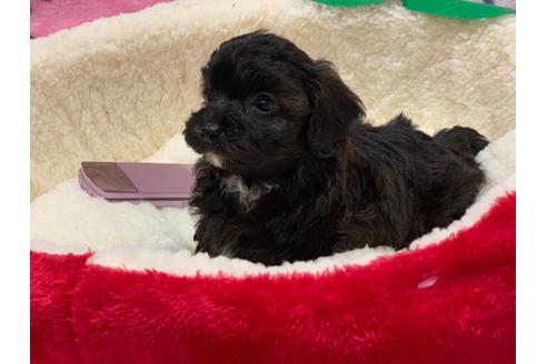 成約済の滋賀県のミックス犬-116700の12枚目