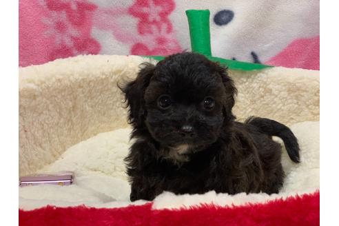 成約済の滋賀県のミックス犬-116700の1枚目