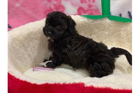 成約済の滋賀県のミックス犬-116700の7枚目