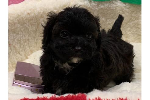 成約済の滋賀県のミックス犬-116700の6枚目