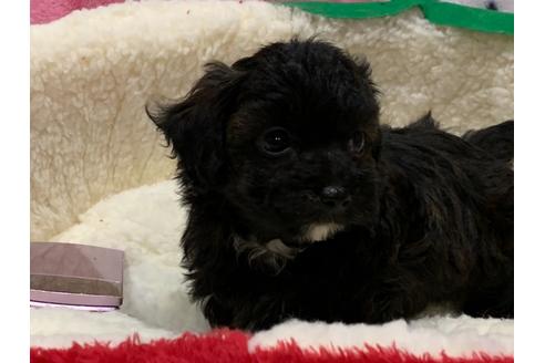 成約済の滋賀県のミックス犬-116700の5枚目