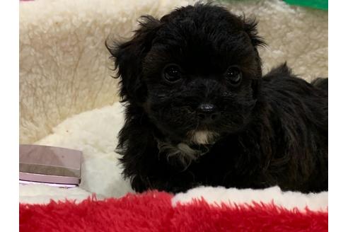 成約済の滋賀県のミックス犬-116700の4枚目