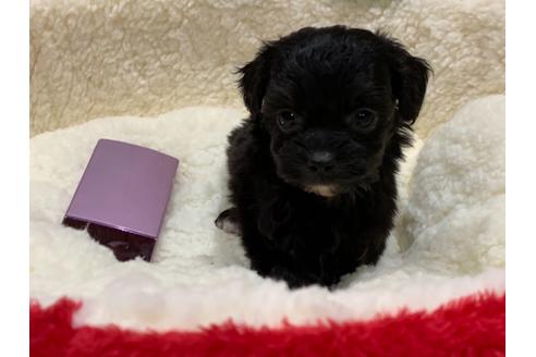 成約済の滋賀県のミックス犬-116701の6枚目