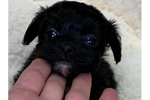 成約済の滋賀県のミックス犬-116701の1枚目