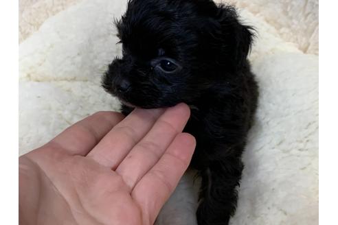 成約済の滋賀県のミックス犬-116701の2枚目