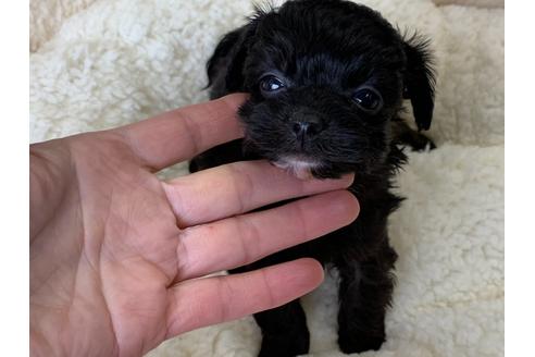 成約済の滋賀県のミックス犬-116701の3枚目