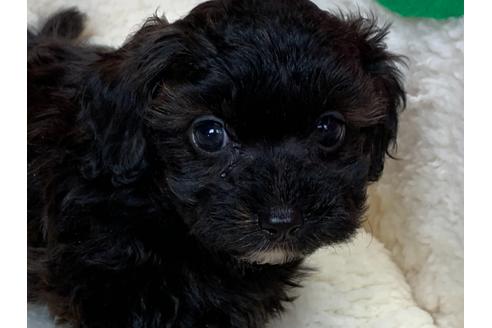 成約済の滋賀県のミックス犬-116700の3枚目