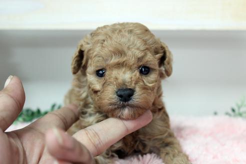 成約済の岡山県のトイプードル-116727の1枚目