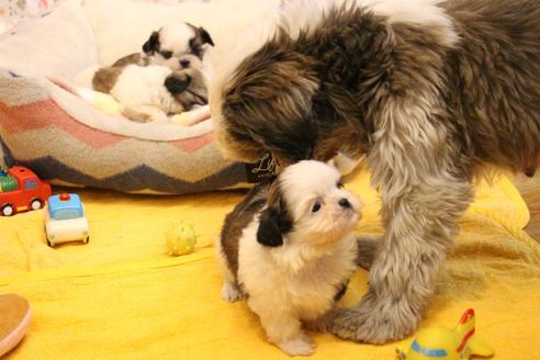 成約済の愛知県のシーズー-113979の19枚目