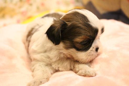 成約済の愛知県のシーズー-113984の25枚目