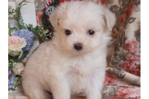 成約済の岡山県のミックス犬-116747の3枚目