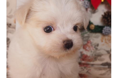 成約済の岡山県のミックス犬-116747の2枚目