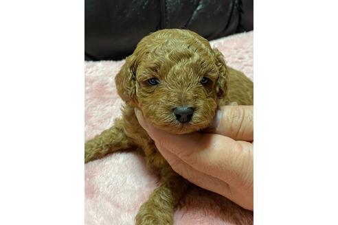 成約済の福島県のトイプードル-116746の1枚目