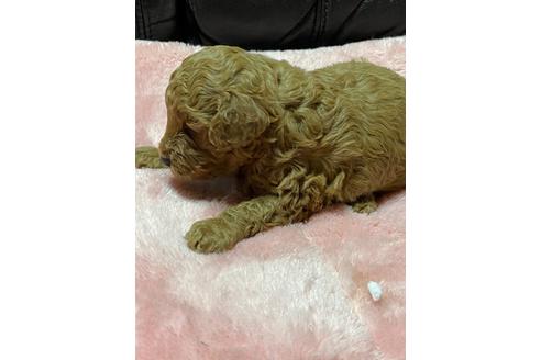 成約済の福島県のトイプードル-116746の2枚目