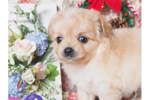 成約済の岡山県のミックス犬-116751の3枚目