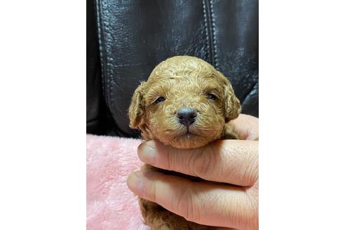 成約済の福島県のトイプードル-116754の1枚目