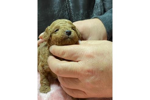 成約済の福島県のトイプードル-116754の3枚目