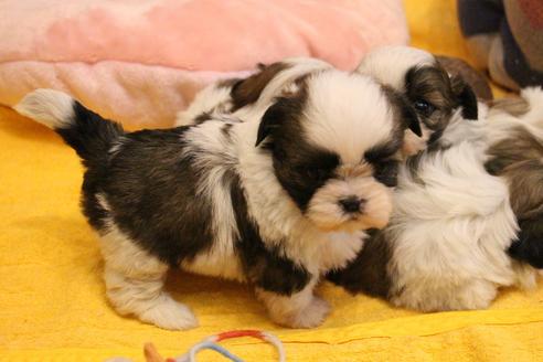 成約済の愛知県のシーズー-113978の20枚目