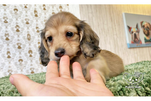 成約済の愛知県のカニンヘンダックスフンド(ロングヘアード)-116768の5枚目