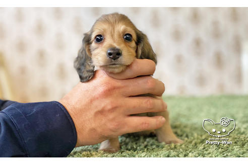 成約済の愛知県のカニンヘンダックスフンド(ロングヘアード)-116768の6枚目