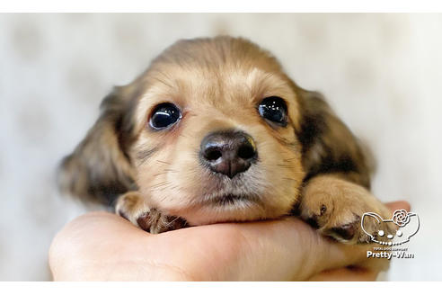 成約済の愛知県のカニンヘンダックスフンド(ロングヘアード)-116768の1枚目