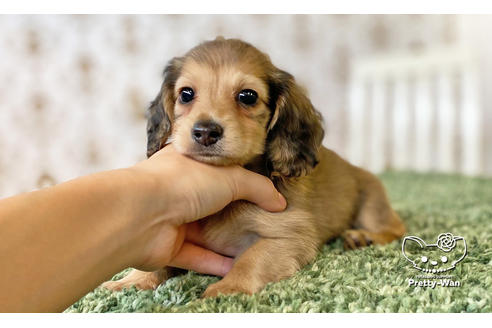 成約済の愛知県のカニンヘンダックスフンド(ロングヘアード)-116768の4枚目
