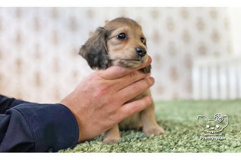 成約済の愛知県のカニンヘンダックスフンド(ロングヘアード)-116768の3枚目