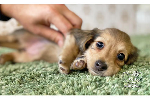 成約済の愛知県のカニンヘンダックスフンド(ロングヘアード)-116768の2枚目