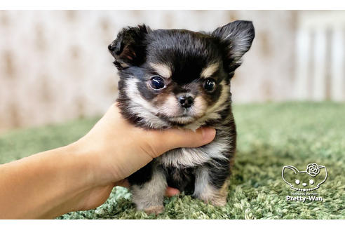 成約済の愛知県のチワワ(ロングコート)-116770の6枚目