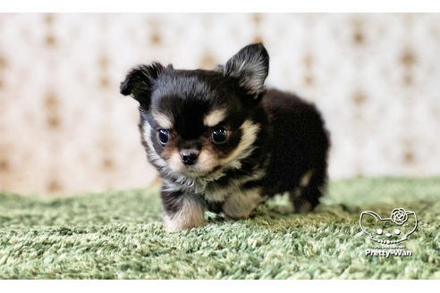 成約済の愛知県のチワワ(ロングコート)-116770の5枚目