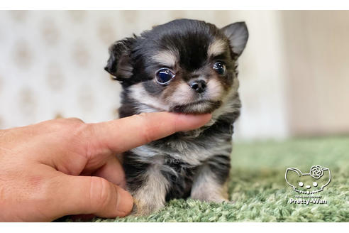 成約済の愛知県のチワワ(ロングコート)-116770