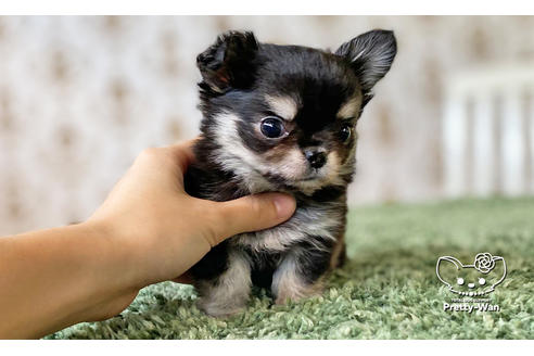 成約済の愛知県のチワワ(ロングコート)-116770の3枚目