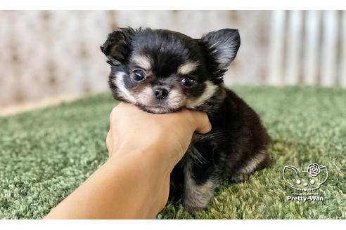 成約済の愛知県のチワワ(ロングコート)-116770の2枚目