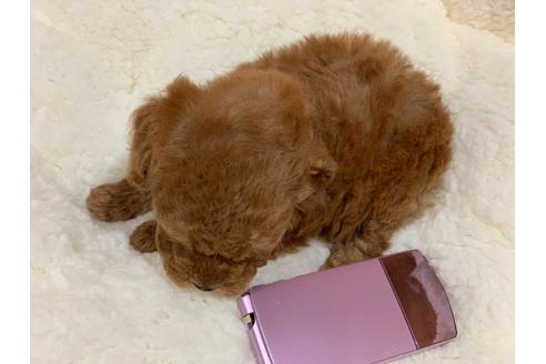 成約済の滋賀県のティーカッププードル-116786の6枚目