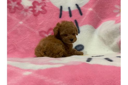 成約済の滋賀県のティーカッププードル-116786の3枚目